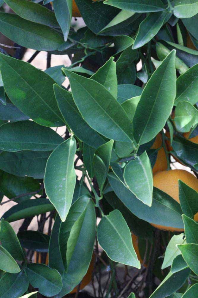            Shade leaves (Riverside, CA)   